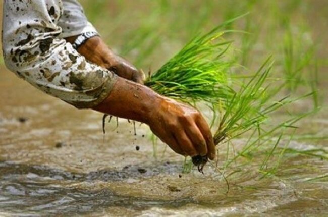 देशभर ६७.३ प्रतिशत रोपाइँ