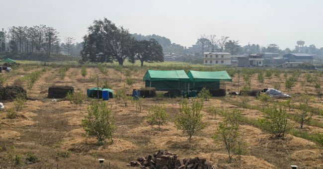 अमेरिका गए, सिभिल इन्जिनियर पढेः पुर्ख्यौली थलो फर्किए, कागती खेती गरे